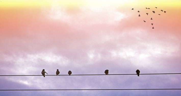birds on wire