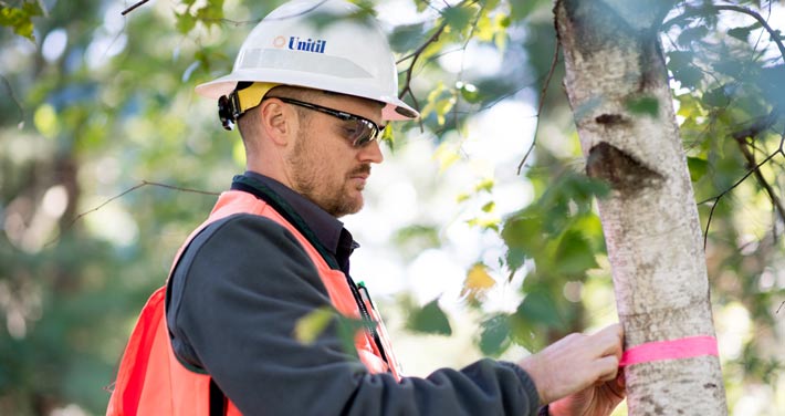 Unitil employee marking tree with pink tape