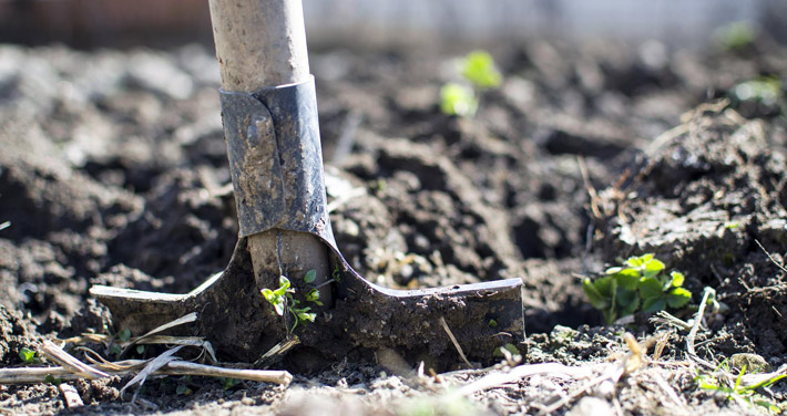 shovel in dirt