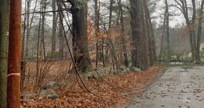 fallen tree covers street with downed wires