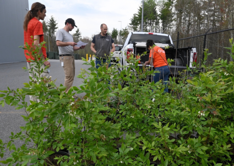 Unitil Giving Away 600 Trees