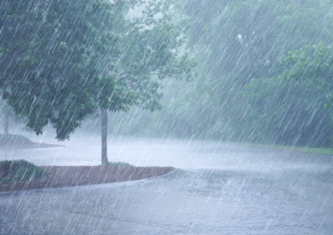 Rain pours down on an empty parking lot lined with trees